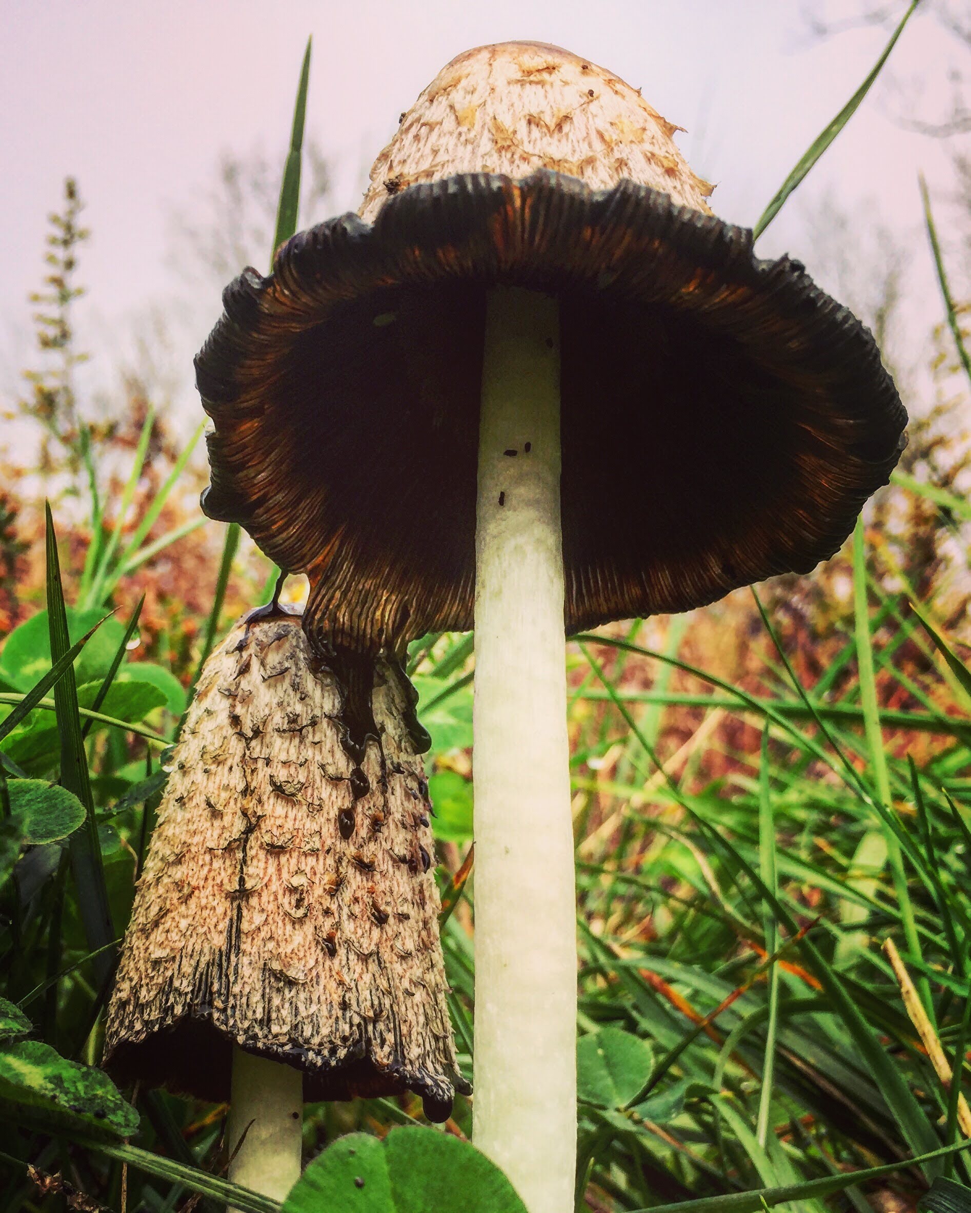 Tree Week - Fantastic Fungi