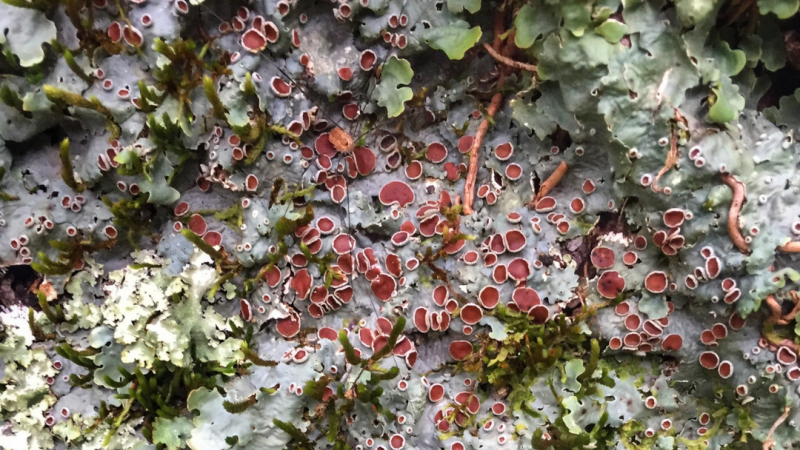 Lichens of Kentucky with Kendall McDonald