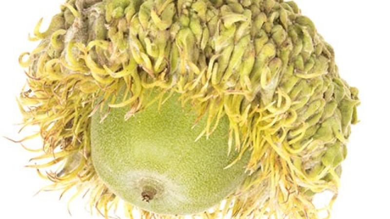 Bur Oak Acorn, Janet James