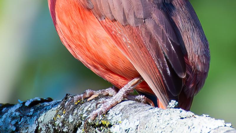 November Cardinal by Craig Sargent, 2023