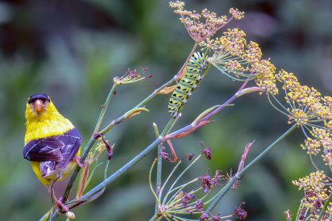 A goldfinch and a black swallowtail caterpillar share a stem on a bronze fennel (Foeniculum vulgare) in the Home Demonstration Garden