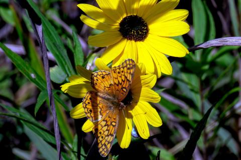 A fritillary on a sunflower at The Arboretum